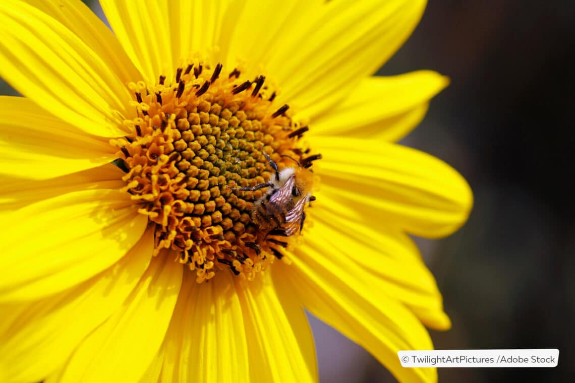 Durchwachsene Silphie (Silphium perfoliatum)