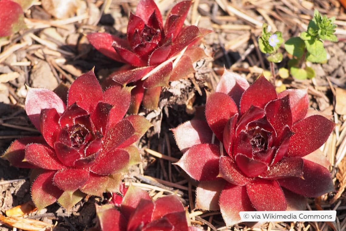 Echte Hauswurz (Sempervivum tectorum 'Commander Hay')