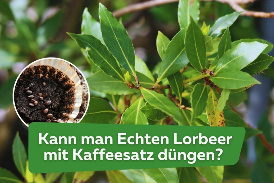 Kann man Echten Lorbeer mit Kaffeesatz düngen? Titel