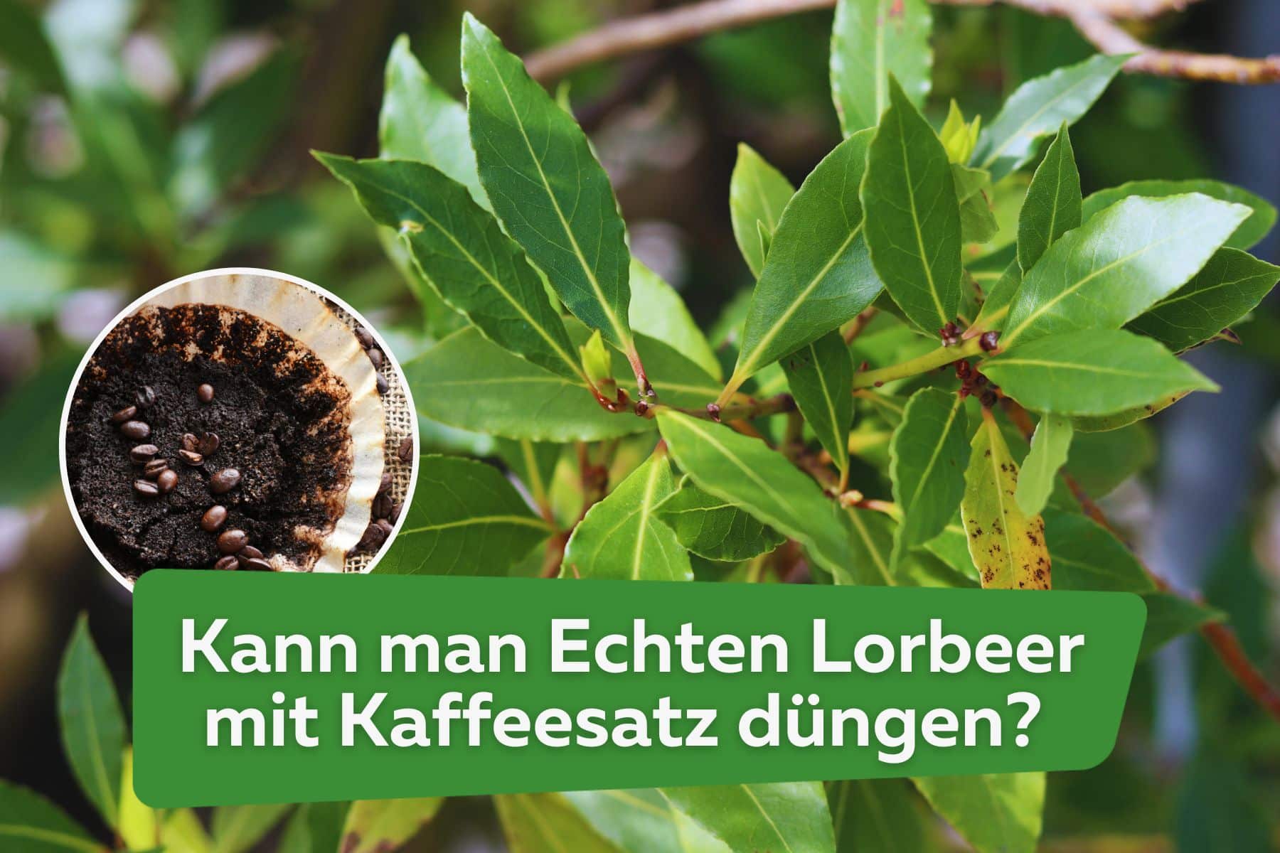 Kann man Echten Lorbeer mit Kaffeesatz düngen? Titel