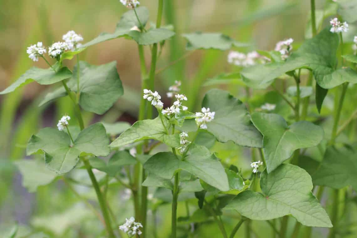 Echter Buchweizen (Fagopyrum esculentum)