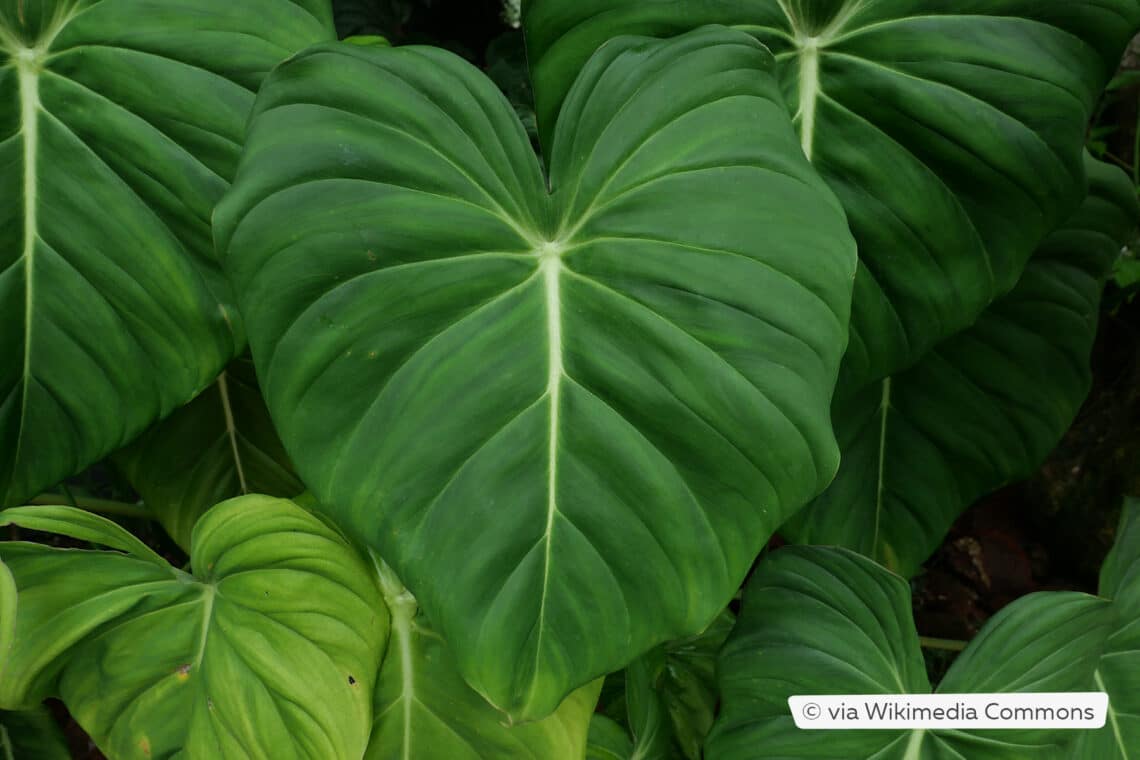 Ecuadorianischer Baumfreund (Philodendron pastazanum)