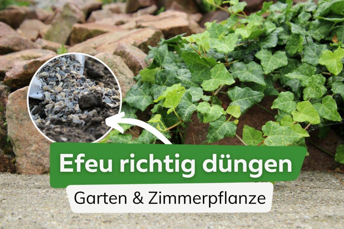 Efeu düngen: Tipps für Garten & Zimmerpflanzen