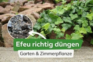 glanzmispel kaufen 150 cm Glanzmispel  140-160cm im Topf Magical Volcano