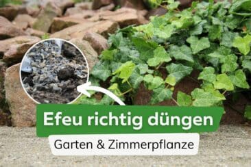 Efeu düngen: Tipps für Garten & Zimmerpflanzen