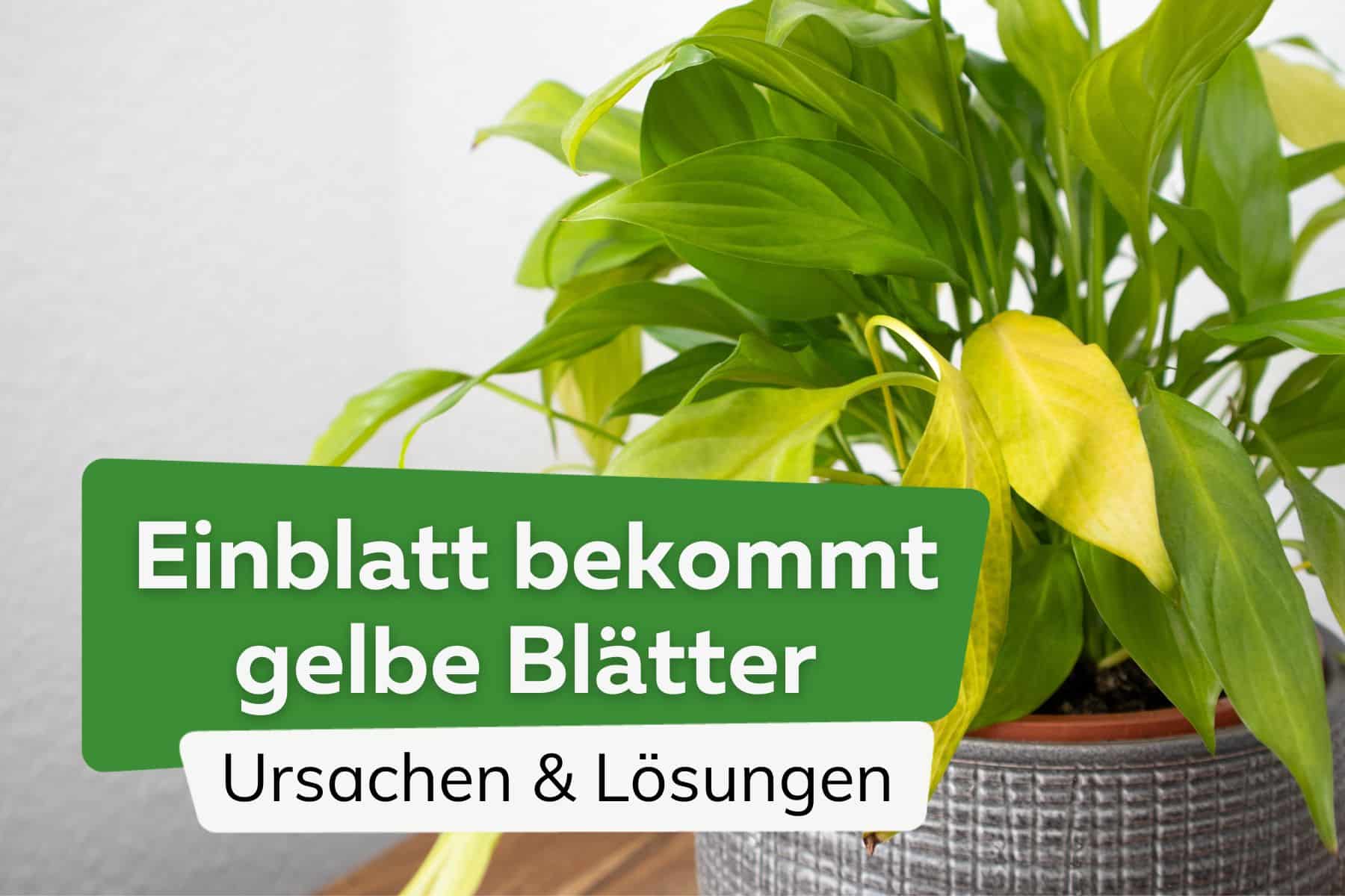 Einblatt bekommt gelbe Blätter: Ursachen & Lösungen