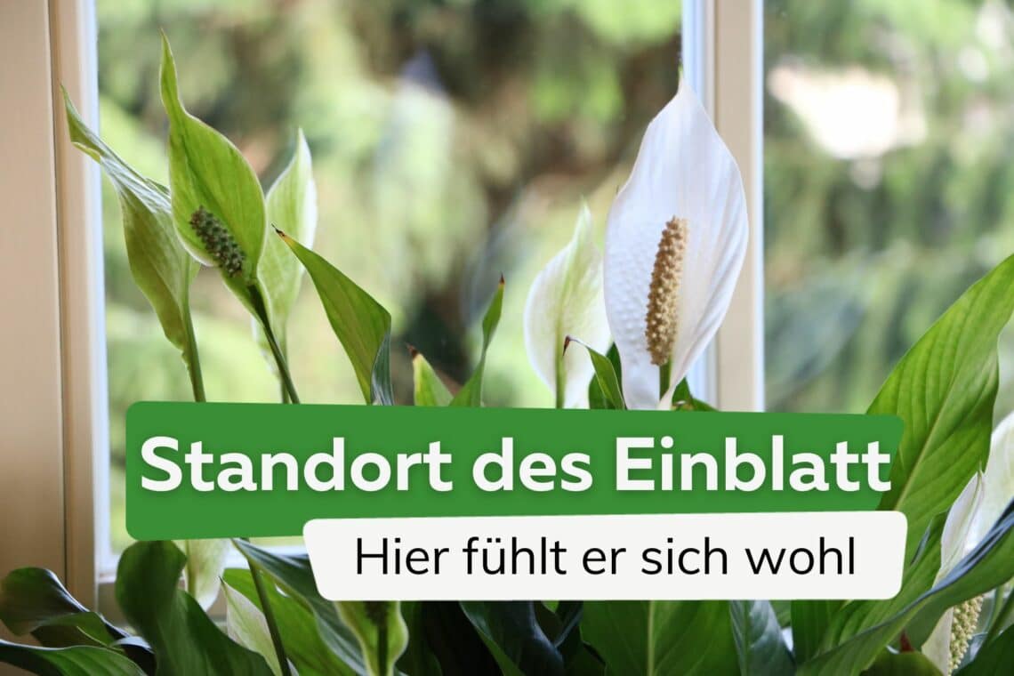 Einblatt: so sieht der ideale Standort aus