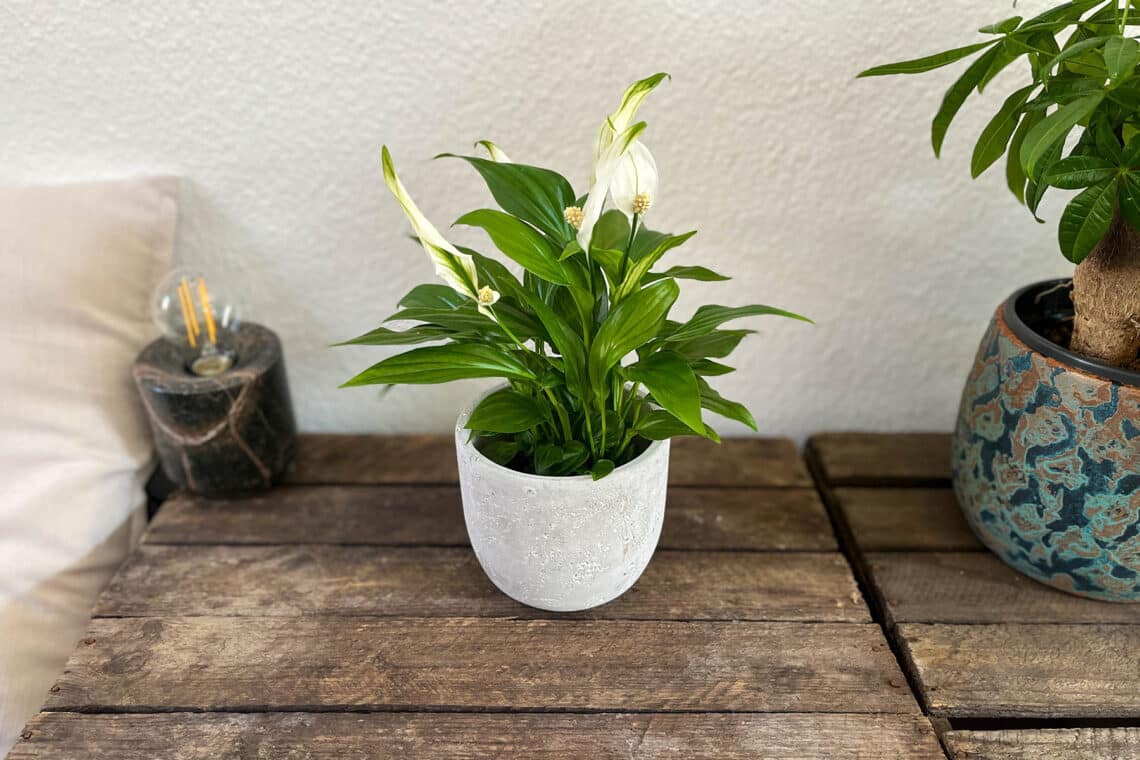 Einblatt (Spathiphyllum)