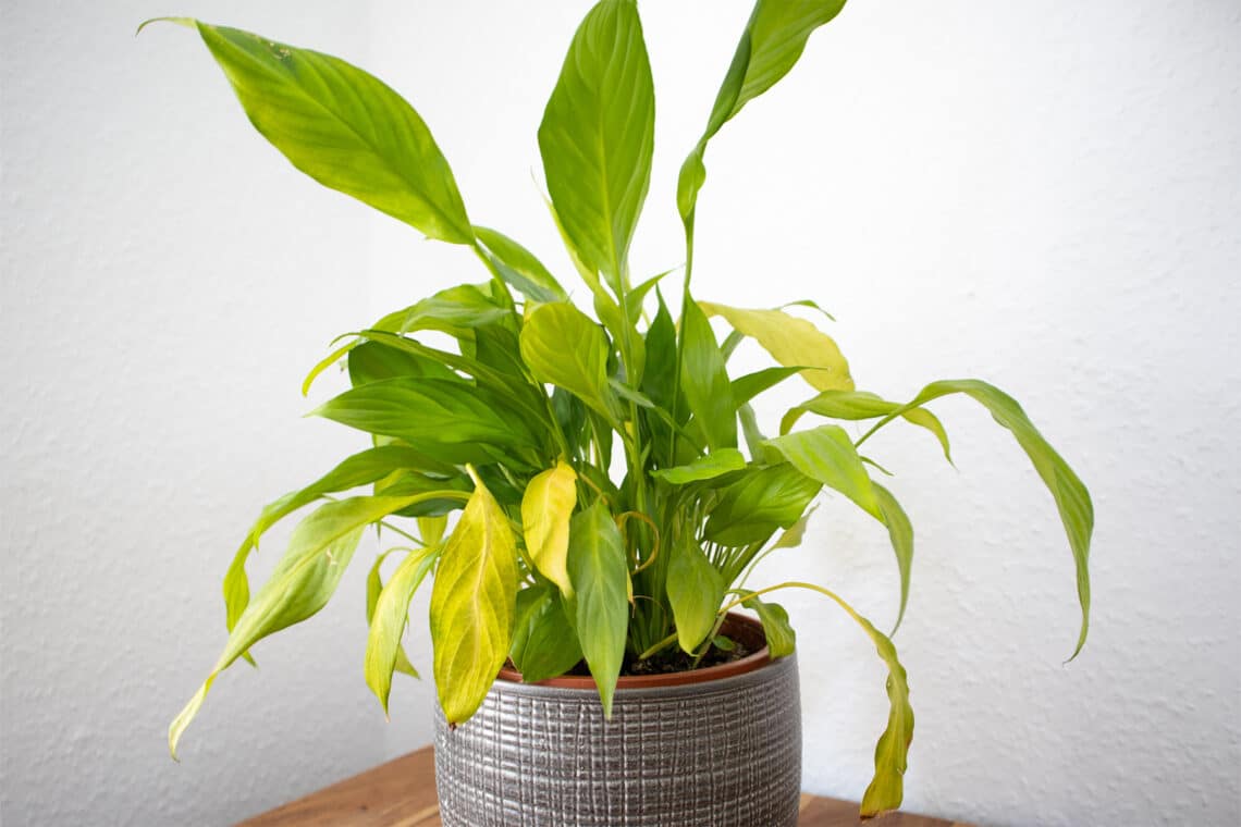 Einblatt (Spathiphyllum) hat gelbe Blätter