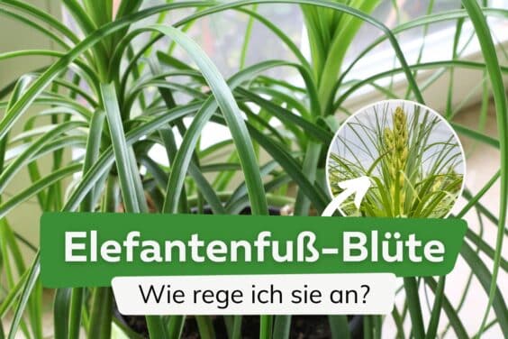 Elefantenfuß-Blüte anregen