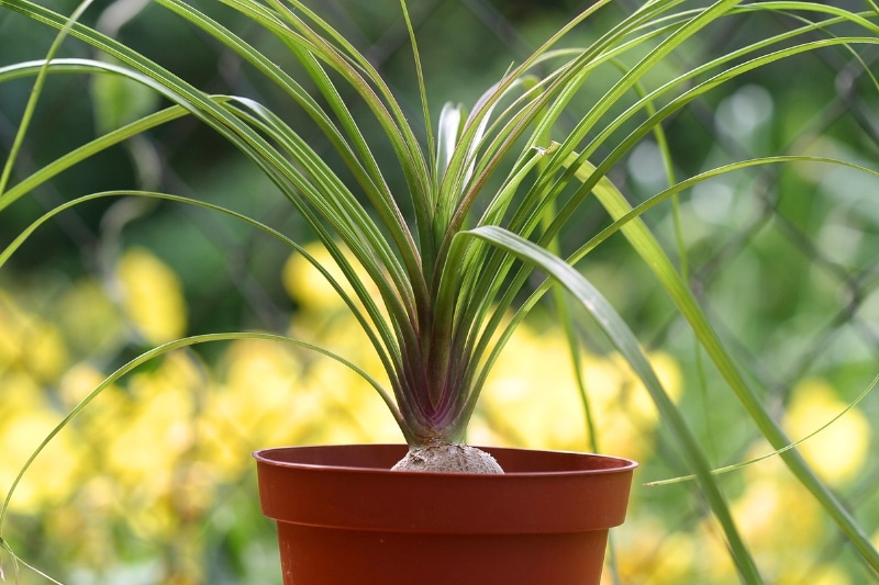 Elefantenfuß im Garten