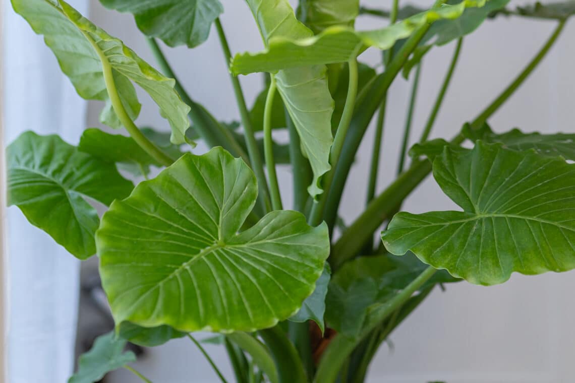 Elefantenohr (Alocasia macrorrhiza)