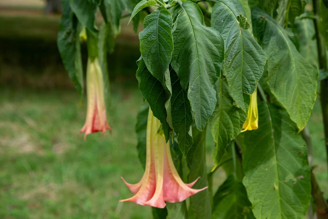 Engelstrompete (Brugmansia)