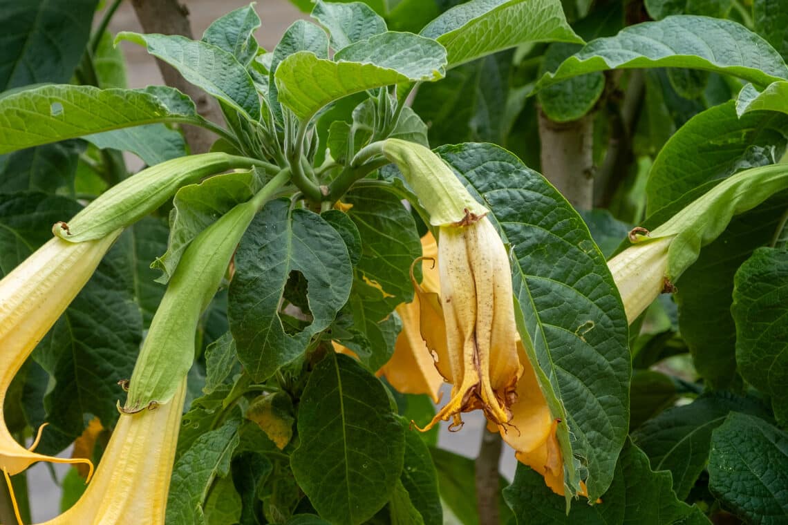 Engelstrompete (Brugmansia) verblühte Blüte