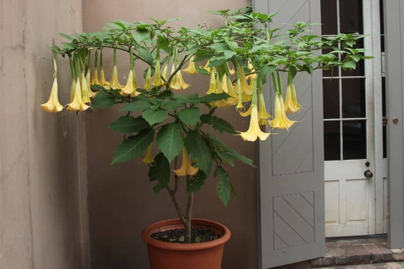 Engelstrompete (Brugmansia) im Kübel