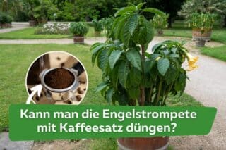 Kann man die Engelstrompete mit Kaffeesatz dngen?