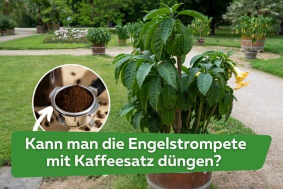 Kann man die Engelstrompete mit Kaffeesatz düngen Titel