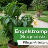 Engelstrompete Pflege-Anleitung