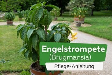 Engelstrompete Pflege-Anleitung