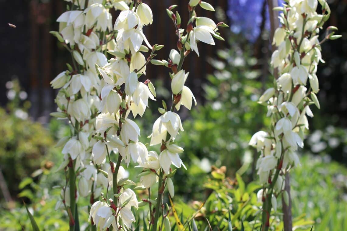 Blüte der Fädigen Palmlilien (Yucca filamentosa)