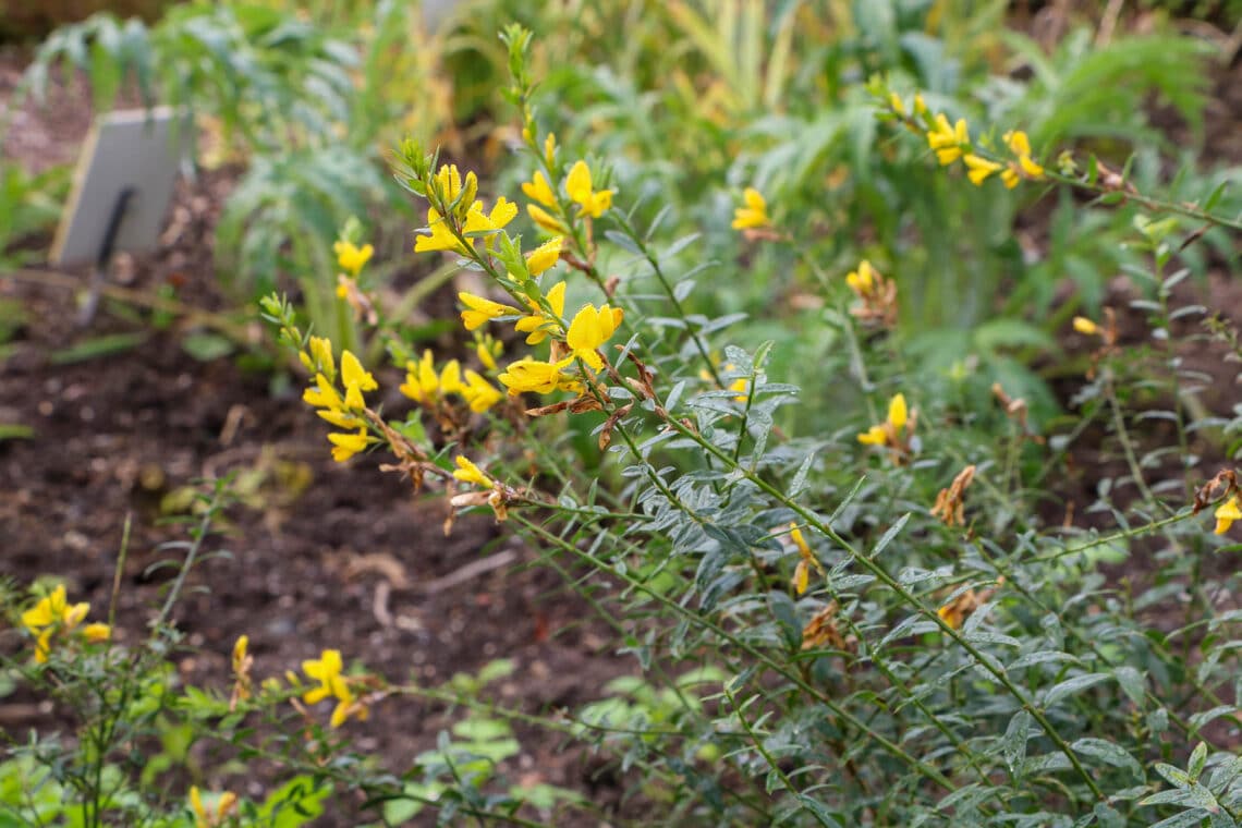 Färber-Ginster (Genista tinctoria)