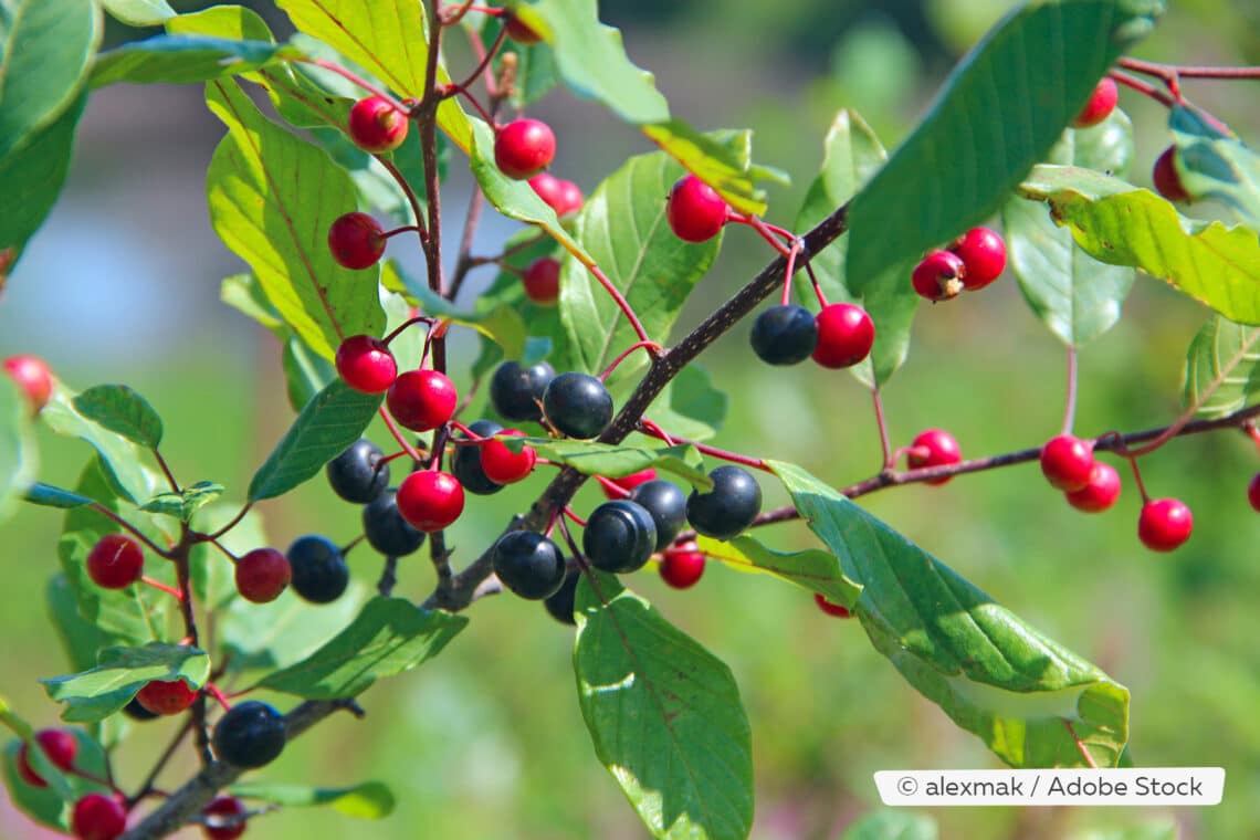 Faulbaum (Frangula alnus)