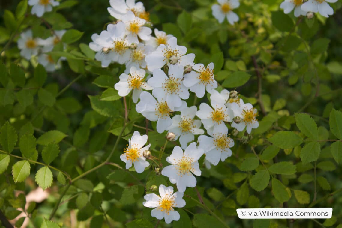 Feldrose (Rosa arvensis)