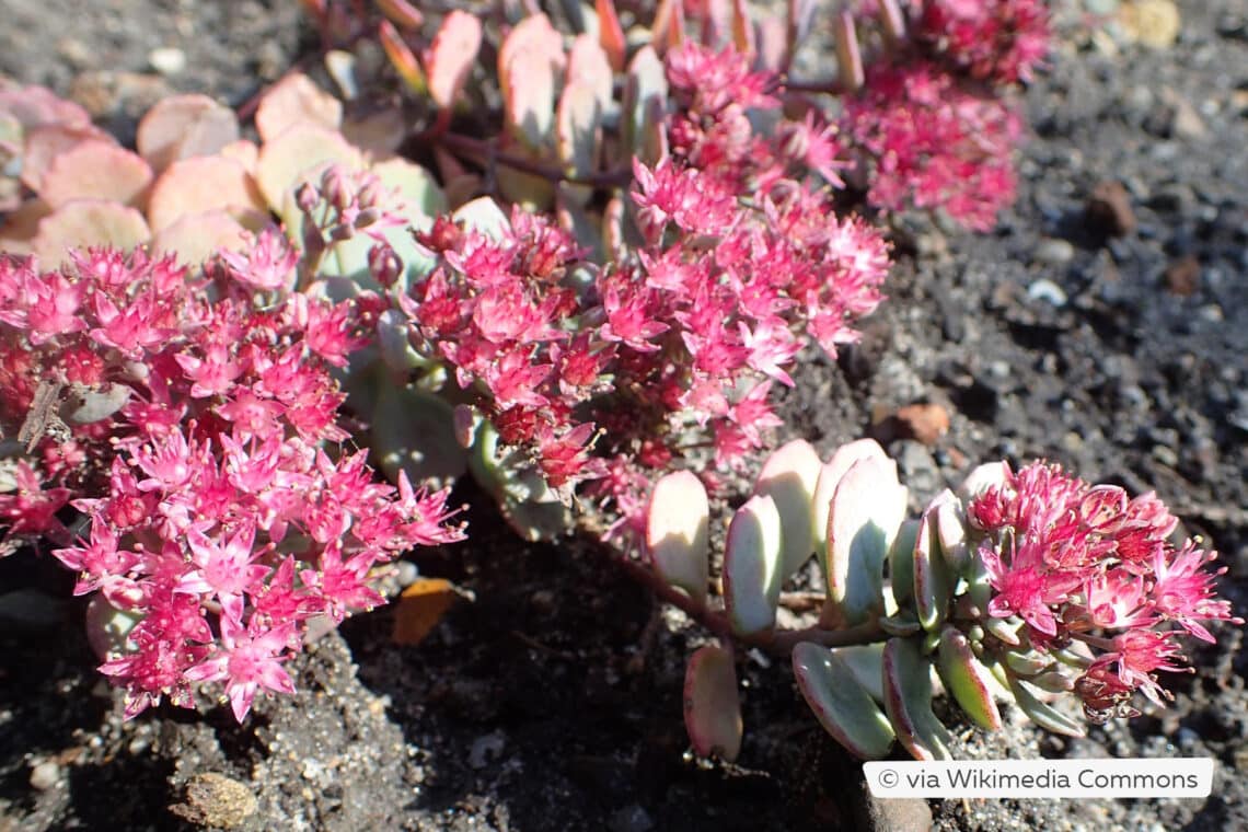 Felsen-Fetthenne (Hylotelephium cauticola)