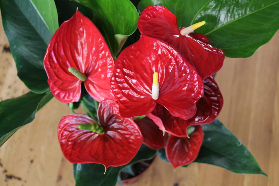 rote Flamingoblume (Anthurium andreanum)