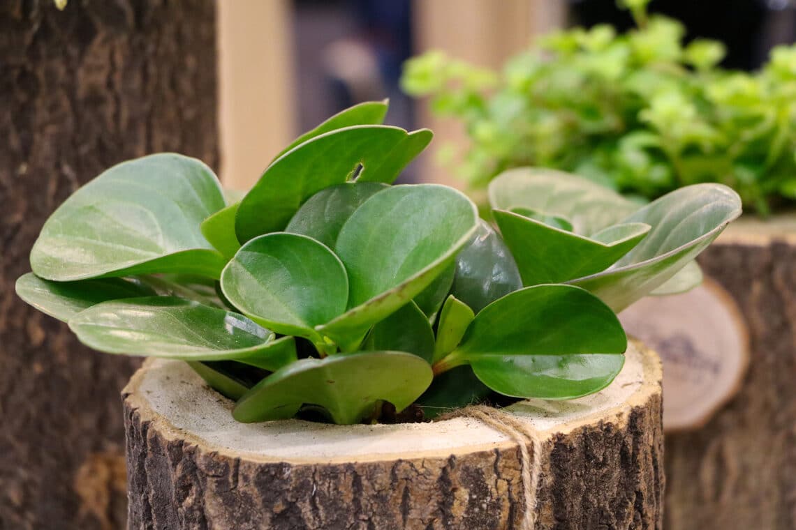 Fleischige Peperomia (Peperomia obtusifolia)