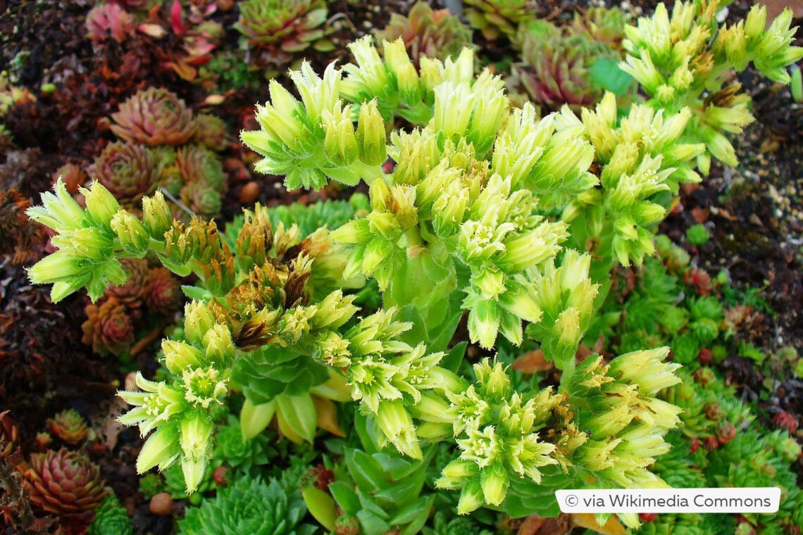 Fransenhauswurz (Sempervivum globiferum ssp. hirtum)