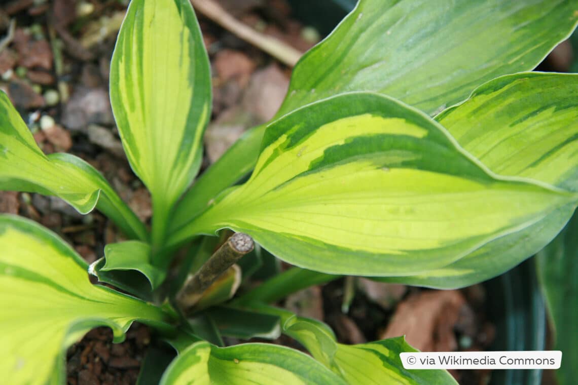 Funkie (Hosta) Sorte "Whirlwind"