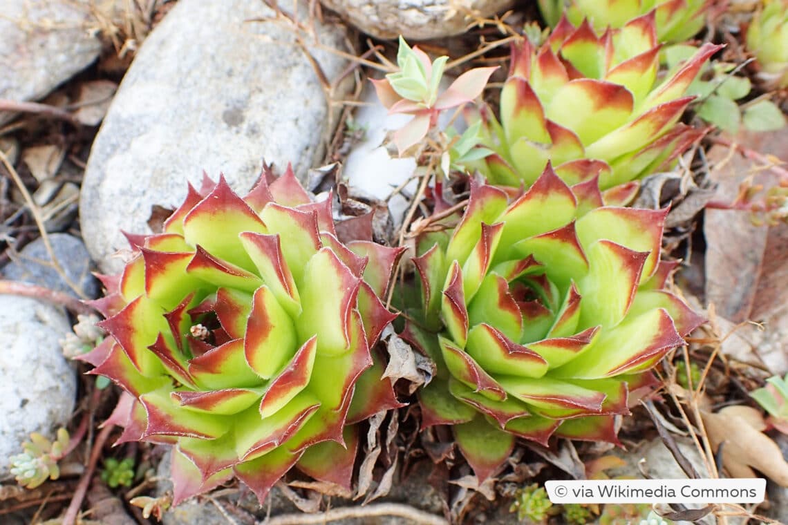 Garten-Steinrose (Sempervivum marmoreum)