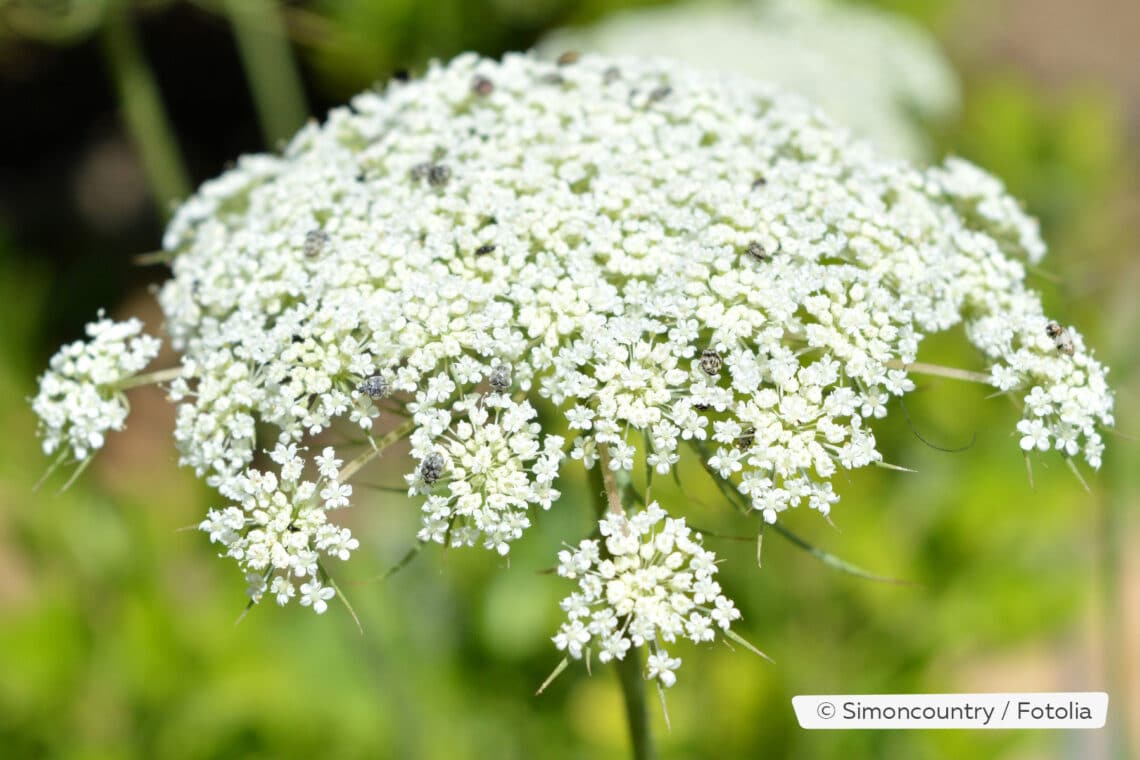 Geflecker Schierling (Conium maculatum)