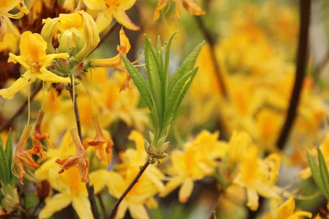 Gelbe Azalee (Rhododendron luteum)