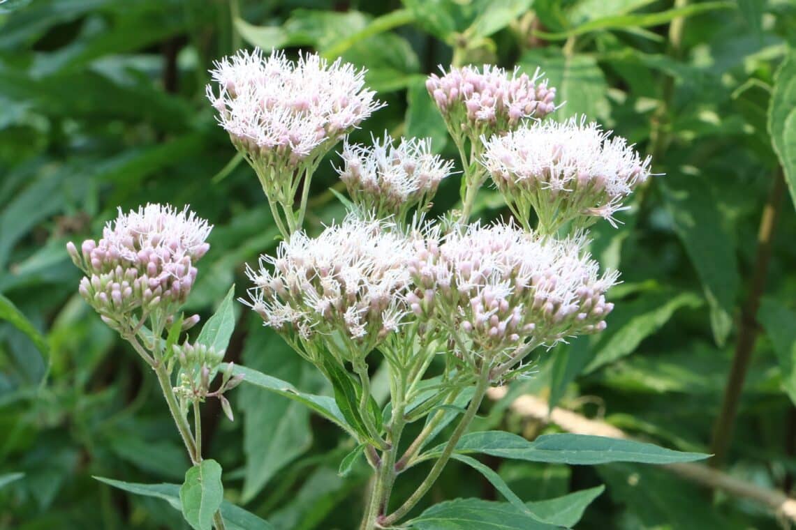 Gewöhnlicher Wasserdost (Eupatorium cannabinum)