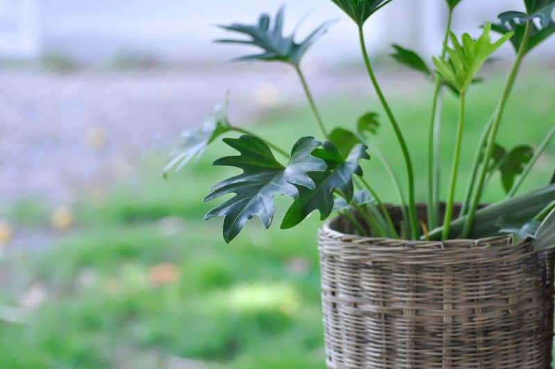 Gezackter Baumfreund (Philodendron xanadu)