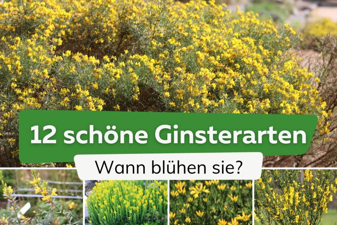 Blütezeit von Ginster - Verschiedene Ginsterarten