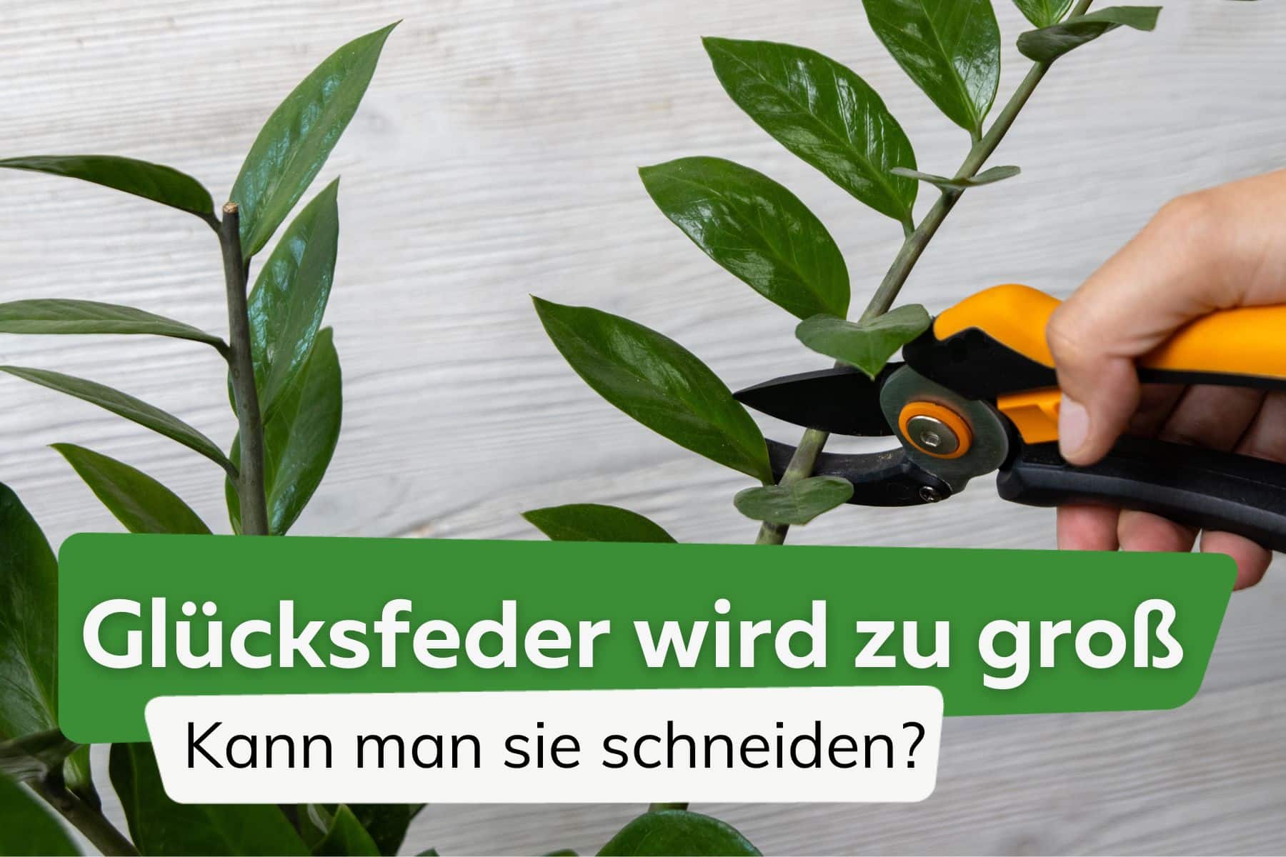 Glücksfeder wird zu groß: einfach abschneiden?