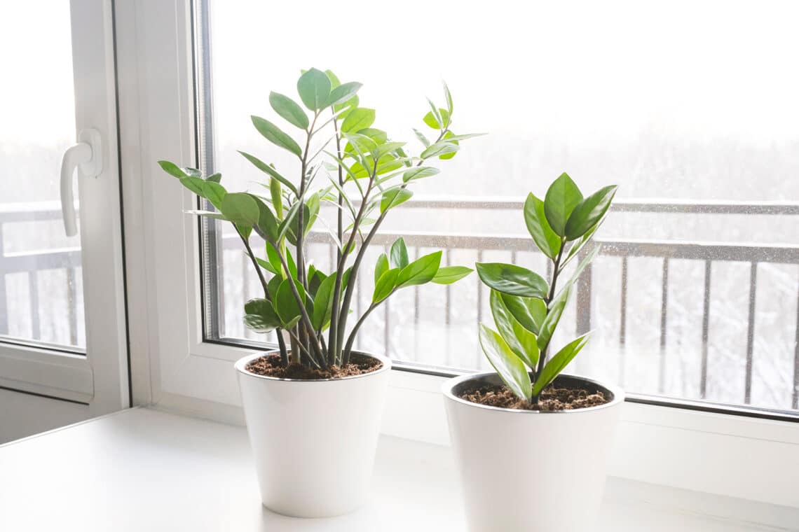 Glücksfeder Zamioculcas auf dem Fensterbrett