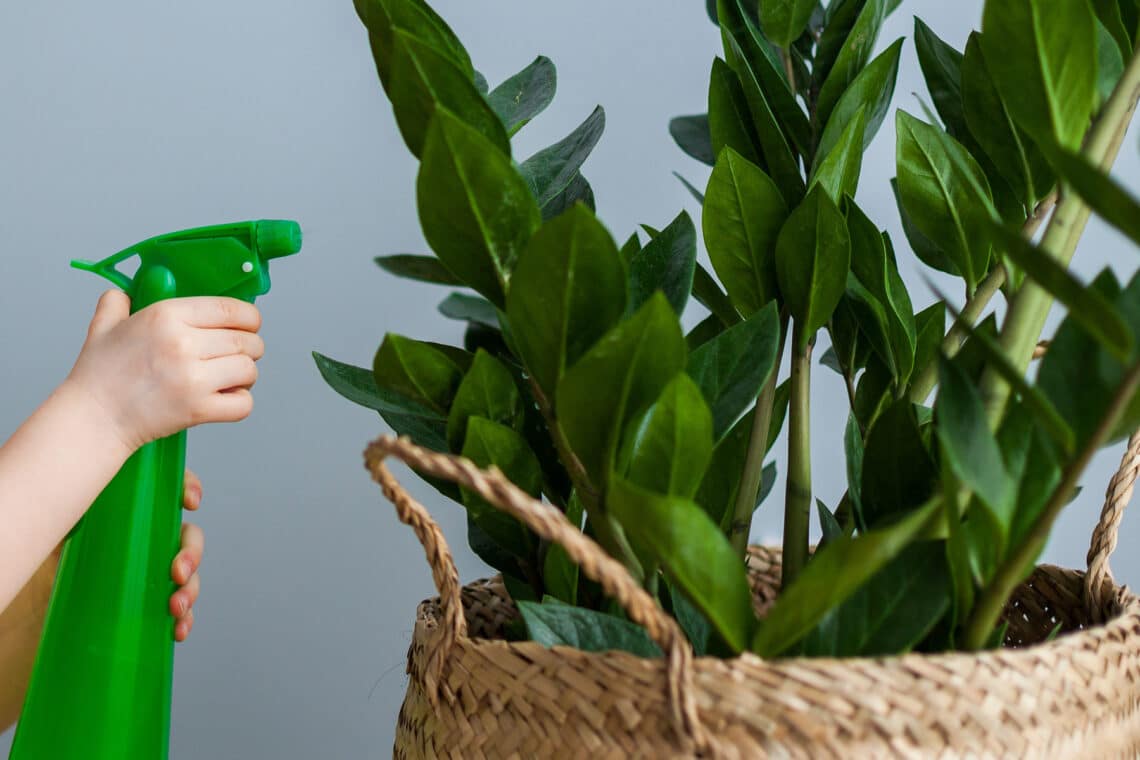 Glücksfeder Zamioculcas mit Wasser besprühen