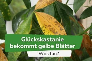 Glckskastanie bekommt gelbe Bltter: was tun?