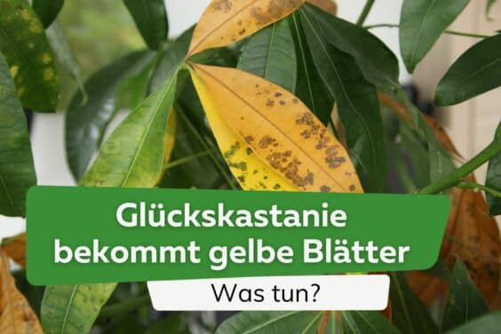 Glückskastanie bekommt gelbe Blätter: was tun?