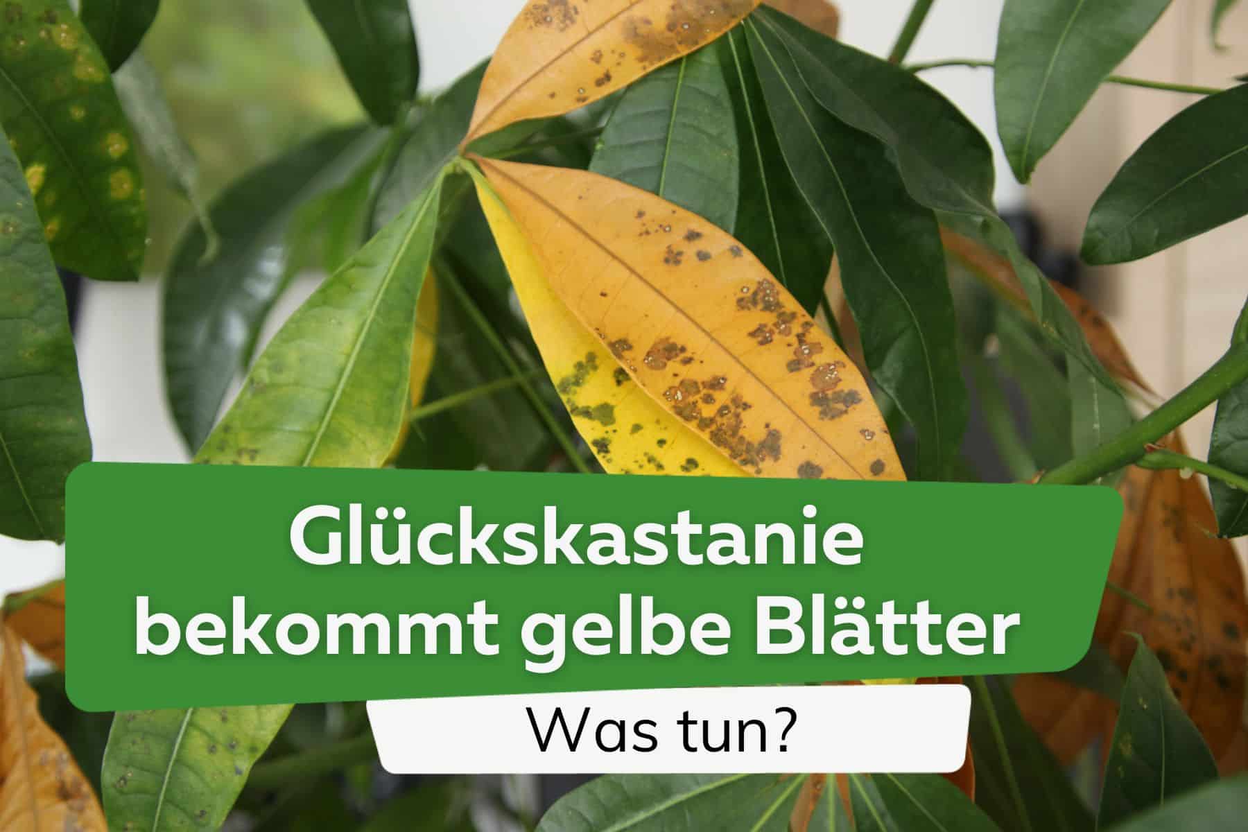 Glückskastanie bekommt gelbe Blätter: was tun?