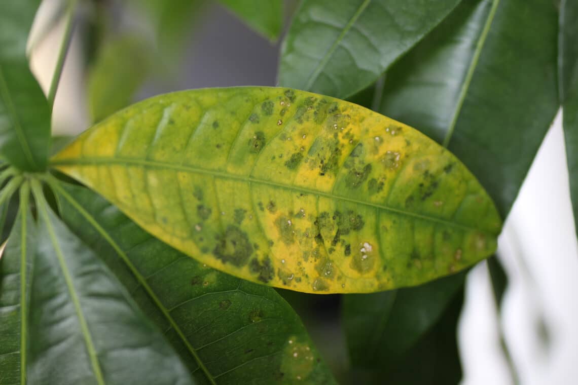 Glückskastanie (Pachira aquatica) mit einem gelben Blatt