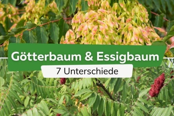 Unterschiede zwischen Götterbaum (oben) und Essigbaum (unten)