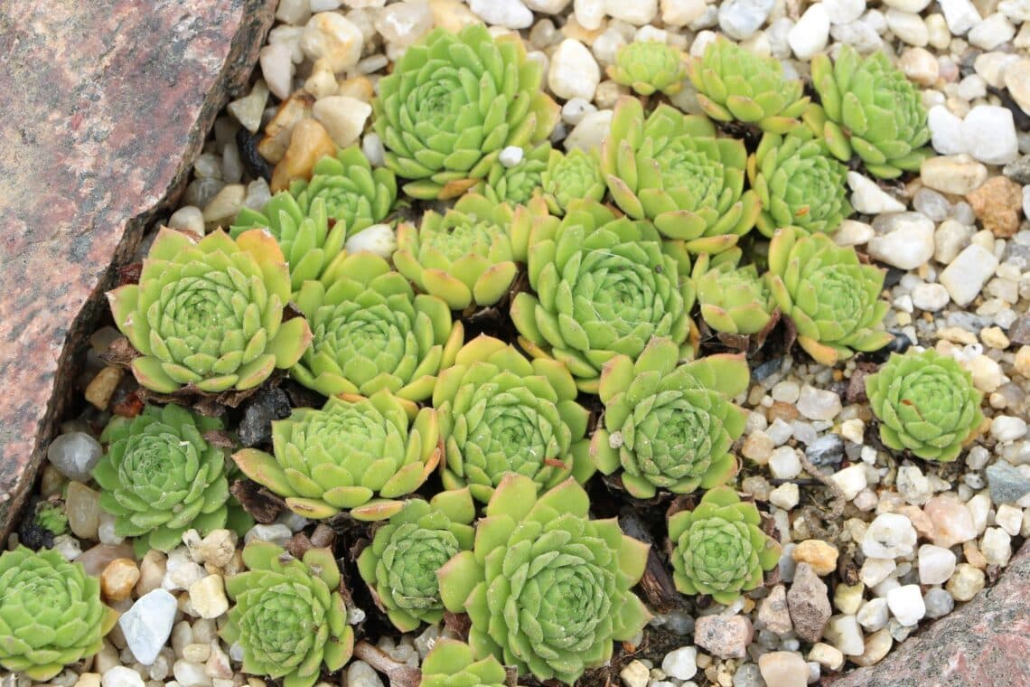 Großblütige Hauswurz (Sempervivum grandiflorum)