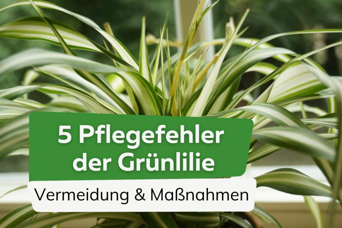 Grünlilie: 5 typische Pflegefehler