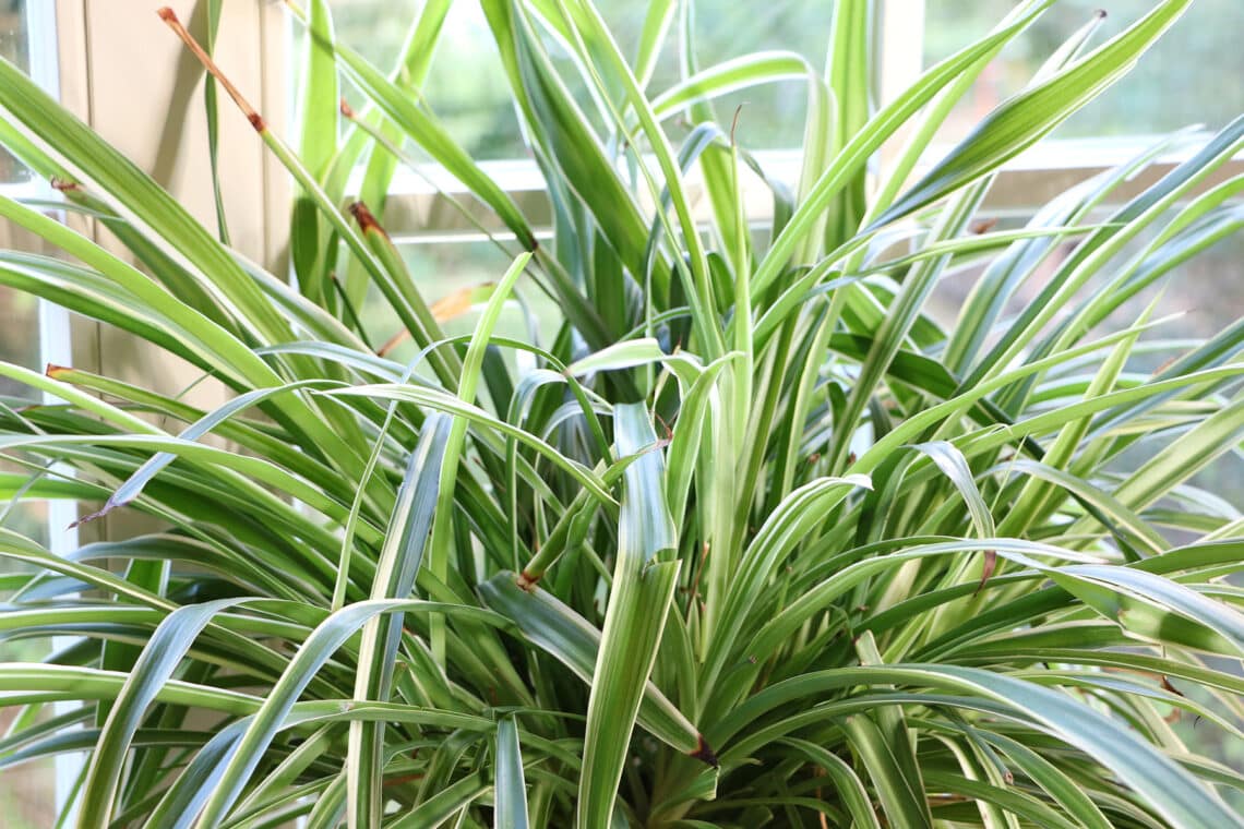 Grünlilie (Chlorophytum comosum)