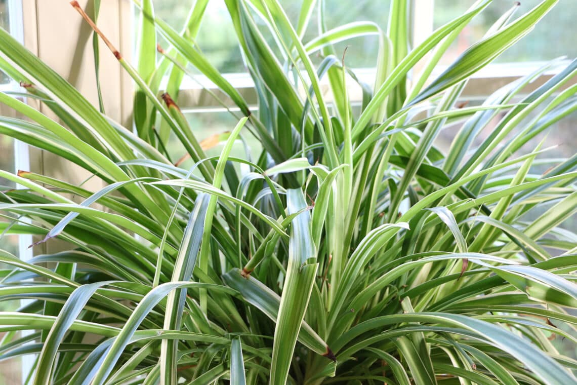 Grünlilien (Chlorophytum comosum)